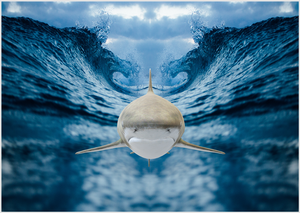 3D-保护濒危海洋动物